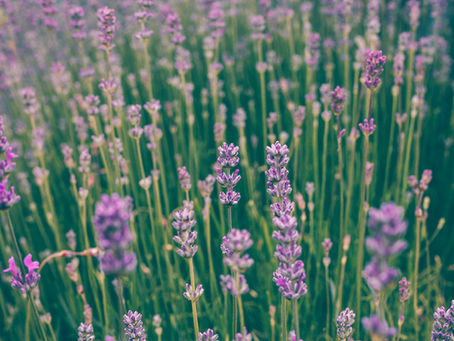 Hungary's Enchanting Lavender Festival on Lake Balaton