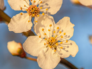 Special Fare of Spring (Until the end of April 4/末まで)