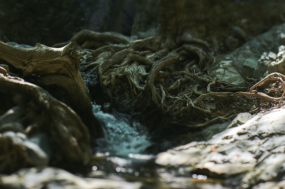 Les reins : gardiens de la mémoire ancestrale