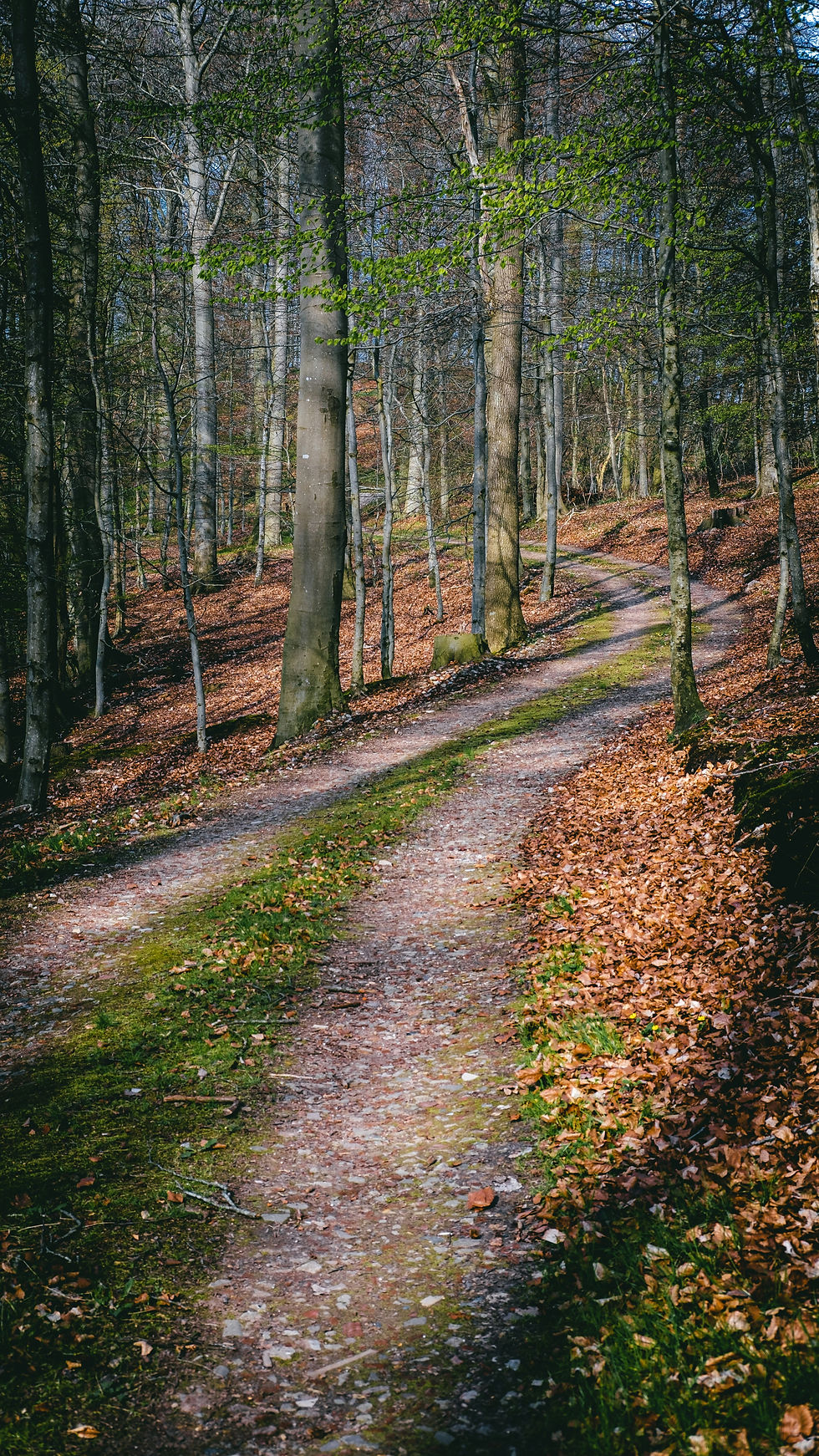 Wooded trail symbolizing clarity, intentional living, and the path toward an aligned lifestyle