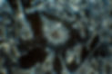 Image by National Cancer Institute