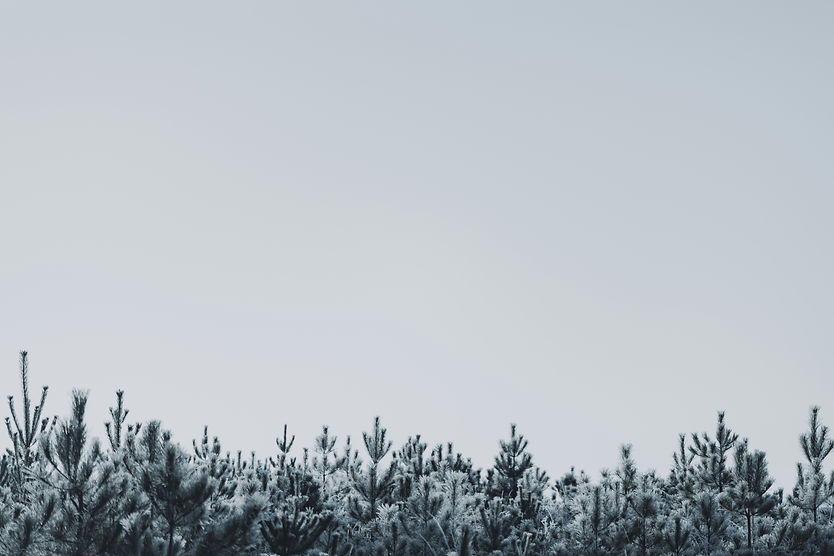 Image by Annie Spratt