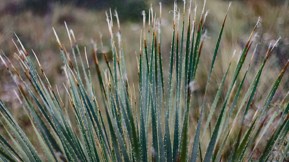 Close-up of spiky green desert Dasylirion plant plant leaves with brown tips against a softly blurred natural background.