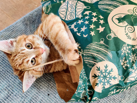 Inilah Sekilas Tentang Cara Merawat Dan Nutrisi Makanan Kucing Hamil Yang Tepat