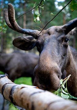 Image by Gregor Scheithauer