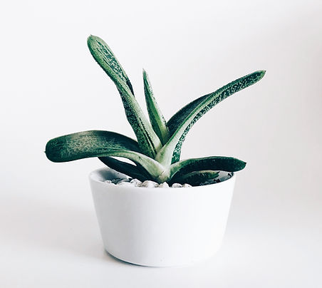 Image by Stephanie Harvey