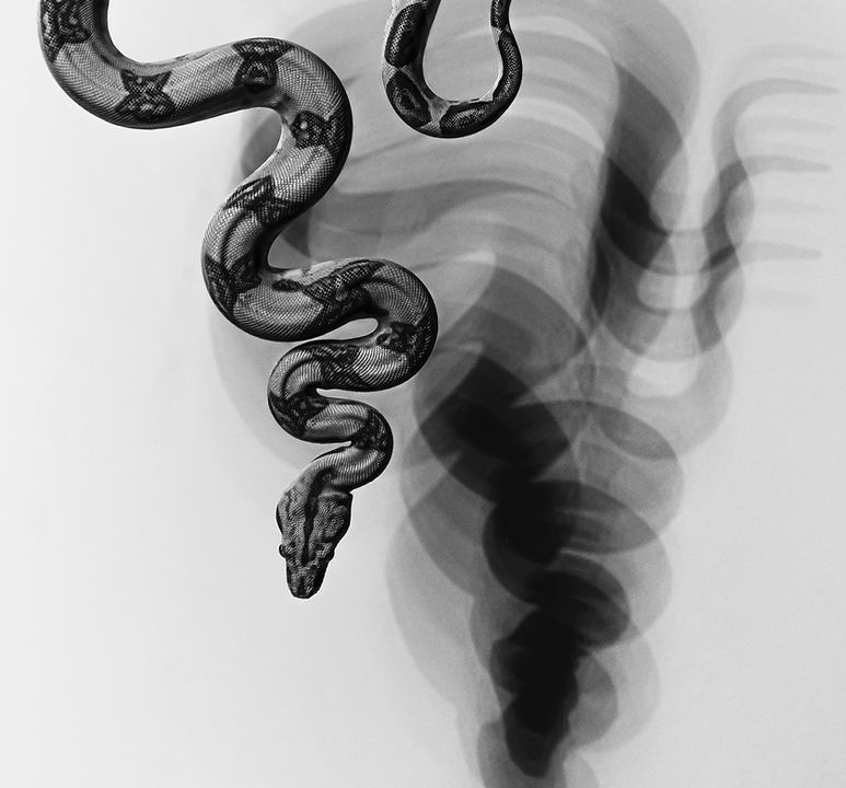 Image by Amir Sani