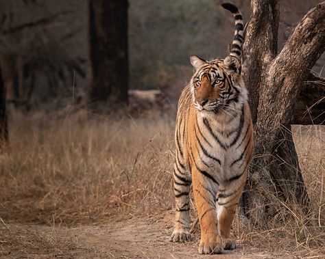 Wild animals in their natural habitat during a safari tour in India