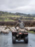 A farmer riding a quad bike along a rural country road while herding a flock of sheep. The sheep move together down the lane as the farmer guides them through the countryside surrounded by fields and hedgerows.