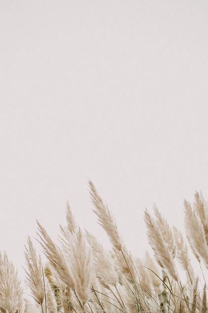 Image by Annie Spratt