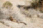 Lizard at Joshua Tree National Park