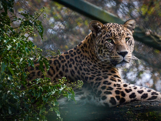 Los grandes félidos: explorando las diferencias únicas entre el jaguar, el leopardo y el guepardo