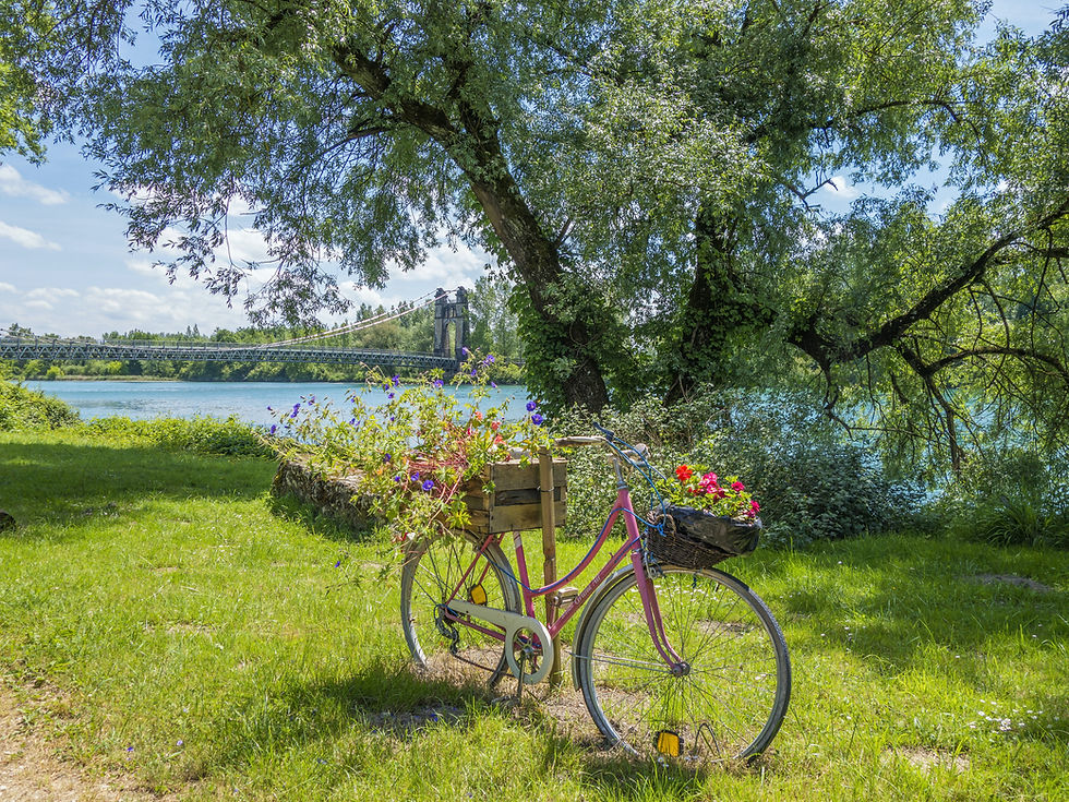flowers on a bicycle