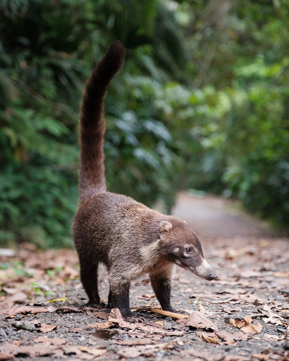 a coati tejon walks down a jungle path