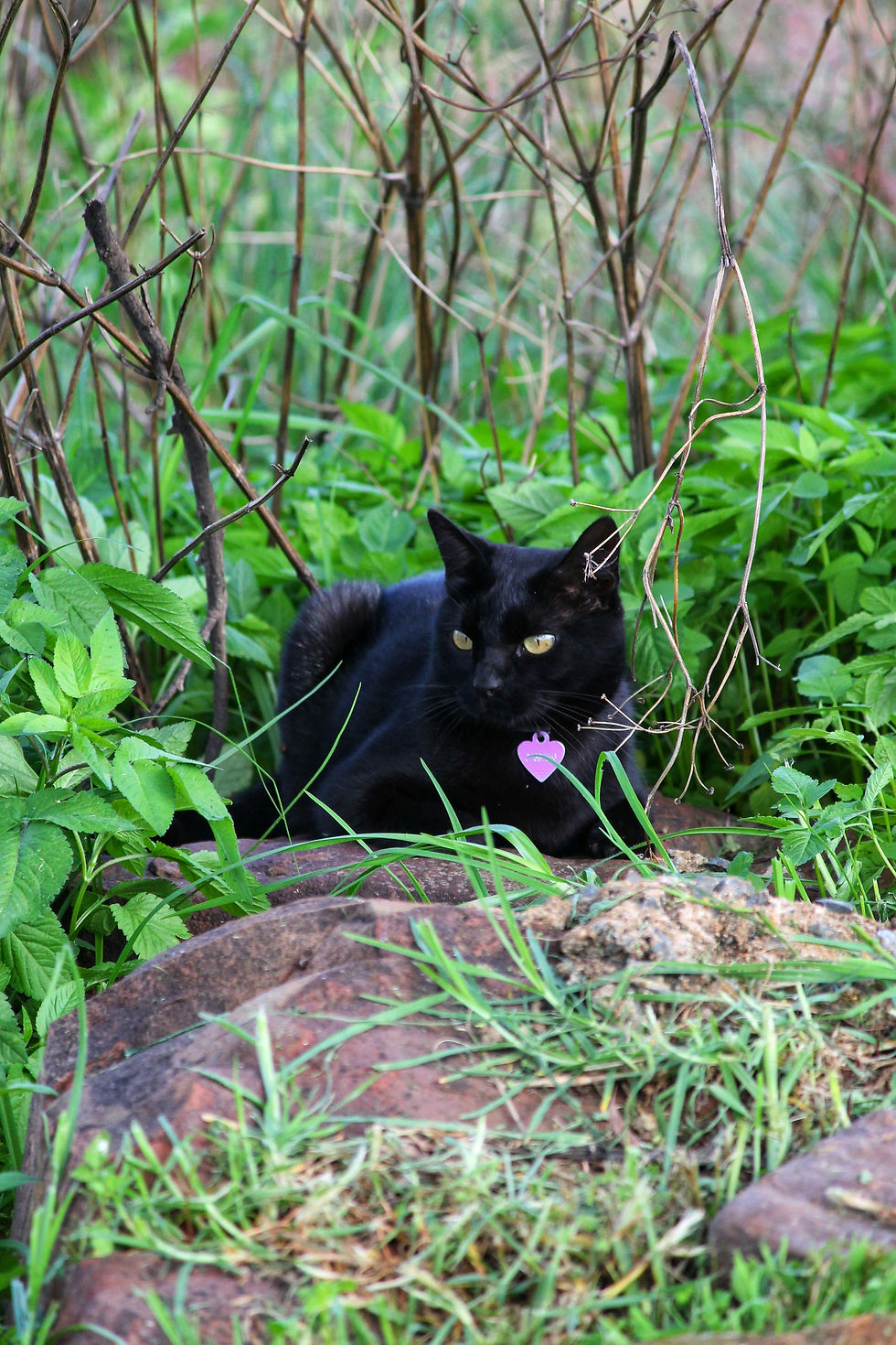 Black cat with a purple heart-shaped tag rests among green plants and dry twigs, on grass and rocks. Cat has been lost for a couple days and been found using gps tracking.