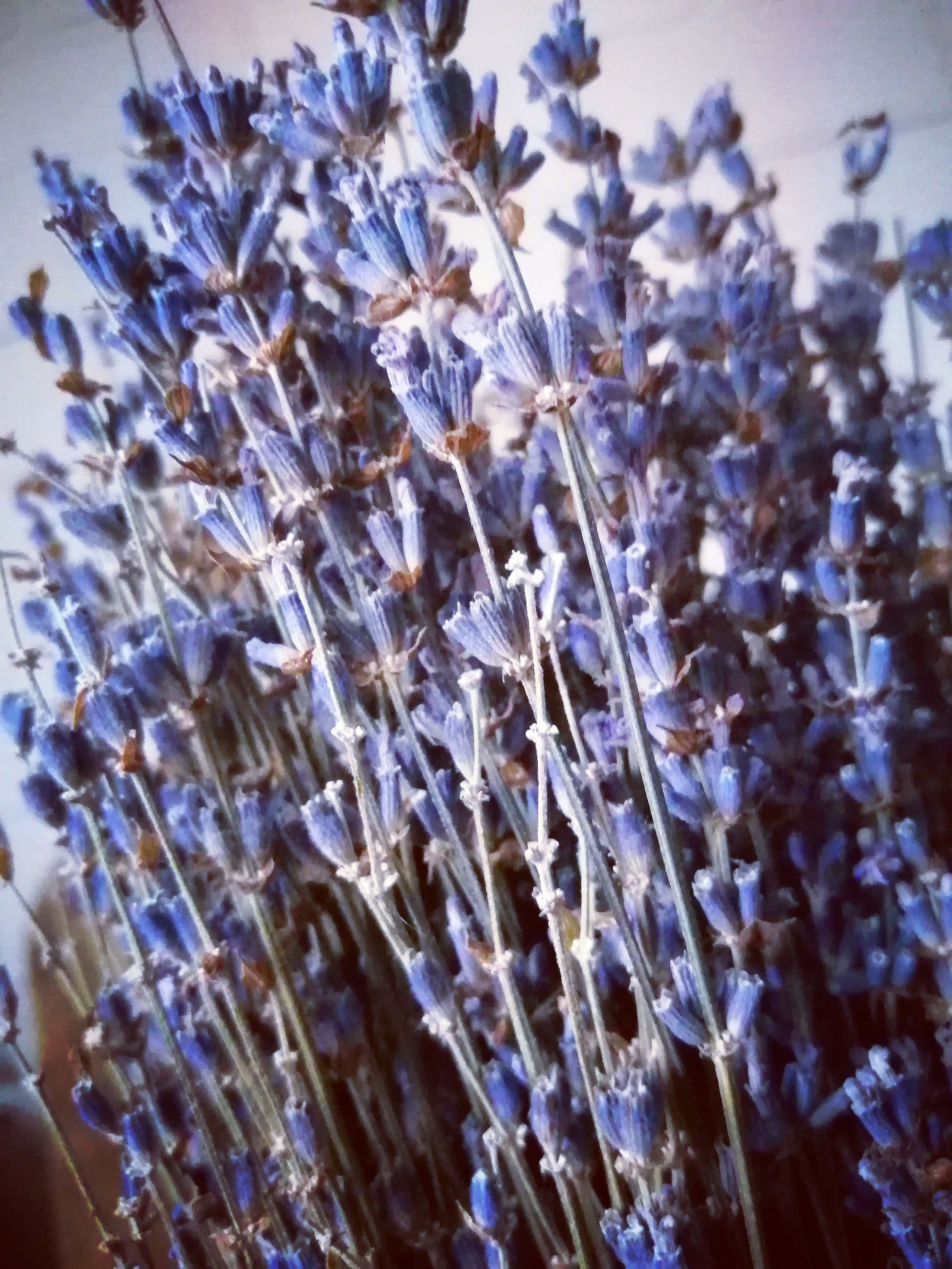 A bouquet of dried lavender.