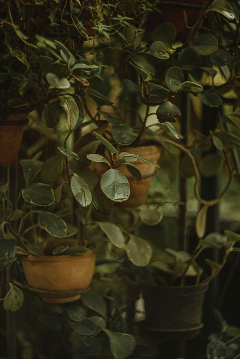 Image by Vasilina Sirotina