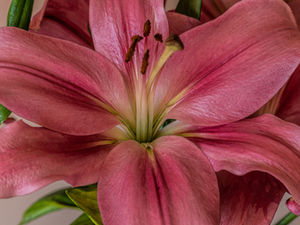 The Valentine’s Day Danger Most People Do Not Know About...Lily Toxicity in Cats