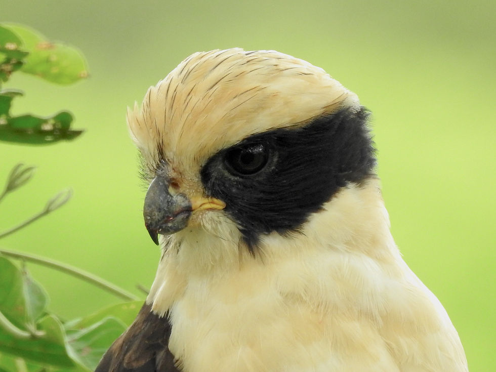 bird in Costa Rica