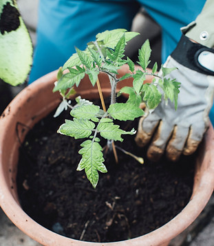 Image by Markus Spiske