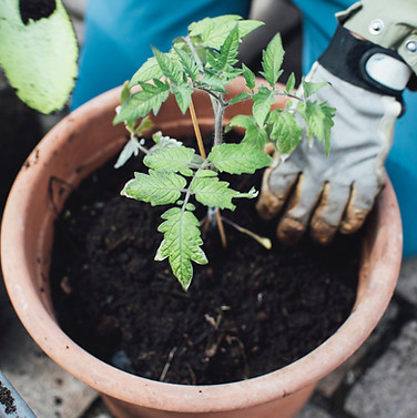 Image by Markus Spiske