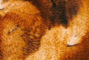 Image de Kristaps Ungurs