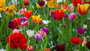 Vibrant tulips in various colors bloom in a garden, surrounded by green foliage. The scene is lively and full of springtime energy.