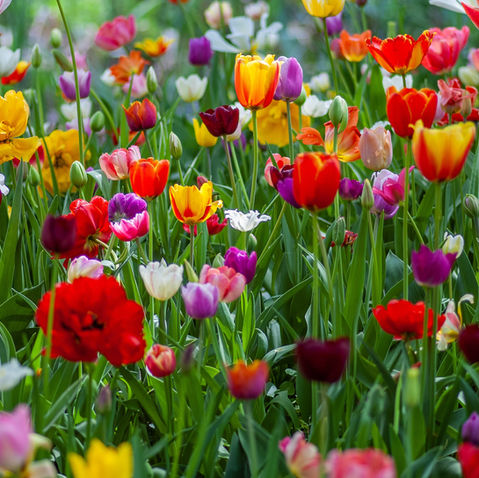 blooming tulips in a field