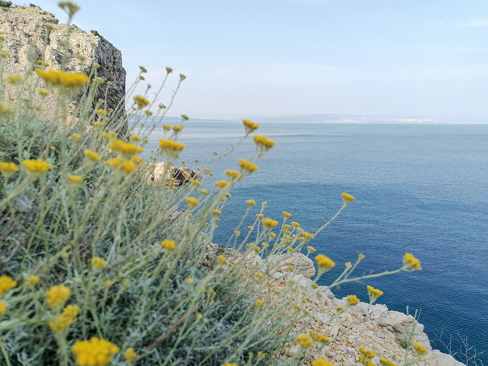 Fiori gialli sulla roccia vicino al mare