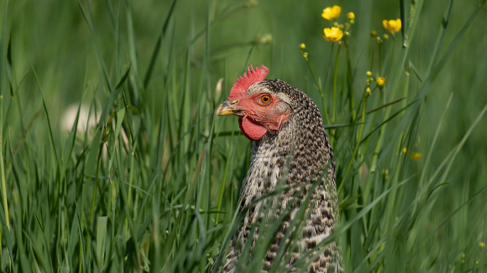 Chicken Drama and Kitty Surprise!