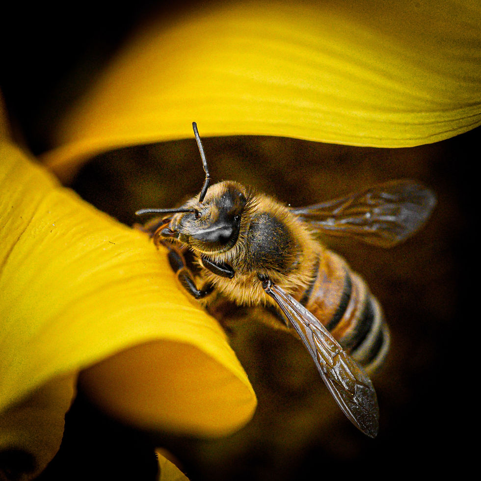 A bee
