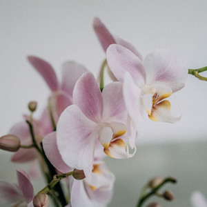 Image by Corina Rainer