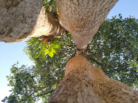View from beneath multiple tree trunks with green leaves and a clear blue sky in the background, creating a serene and natural atmosphere.