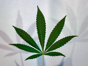 Marijuana is Legal Now in NYS – What are Employers to do?