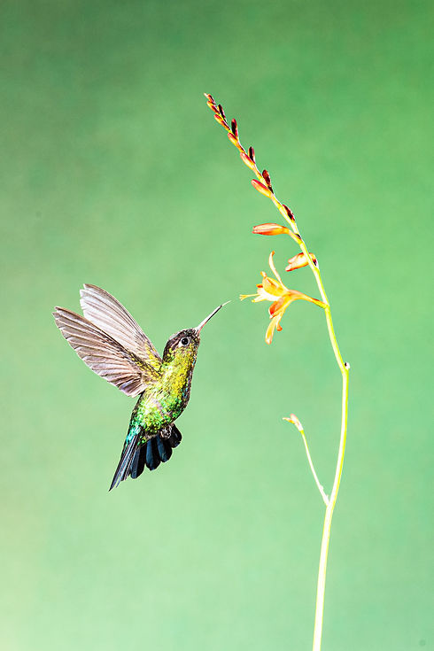 Image by Birger Strahl