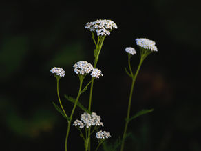 Powerful Yarrow: Nature's Healer
