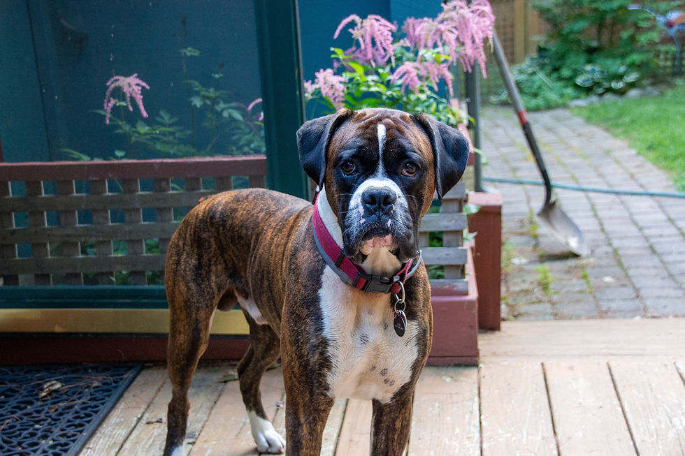 Sip kijkende boxer staat in tuin
