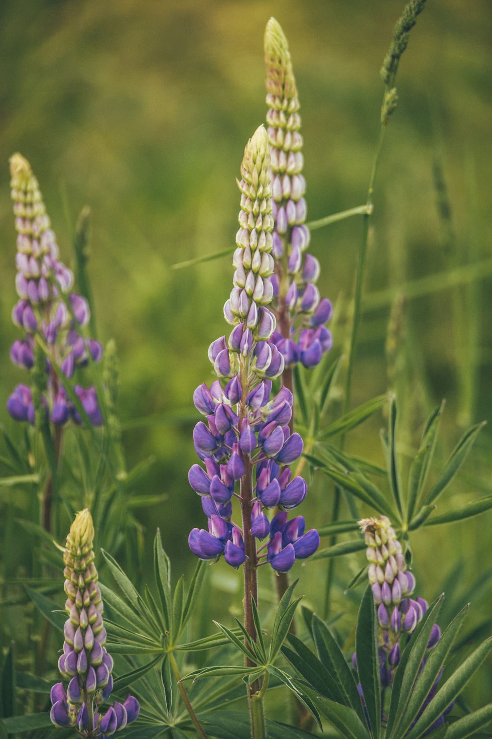 Lupine