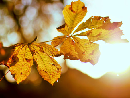 Wenn Blätter fallen - Was uns der Herbst  lehren kann