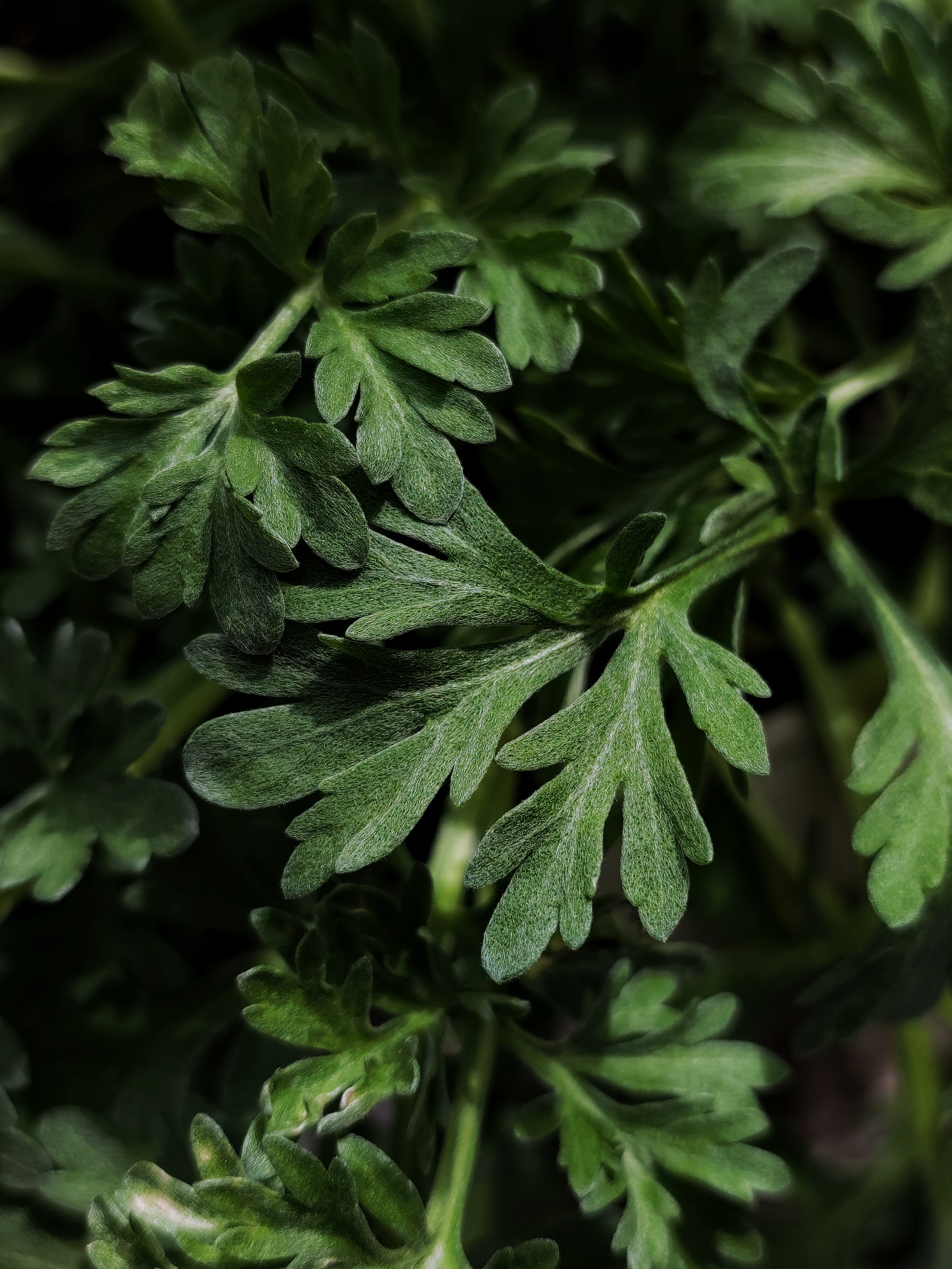wormwood in tea
