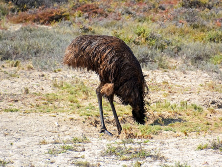 Head in Sand