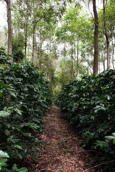 Image by PROJETO CAFÉ GATO-MOURISCO