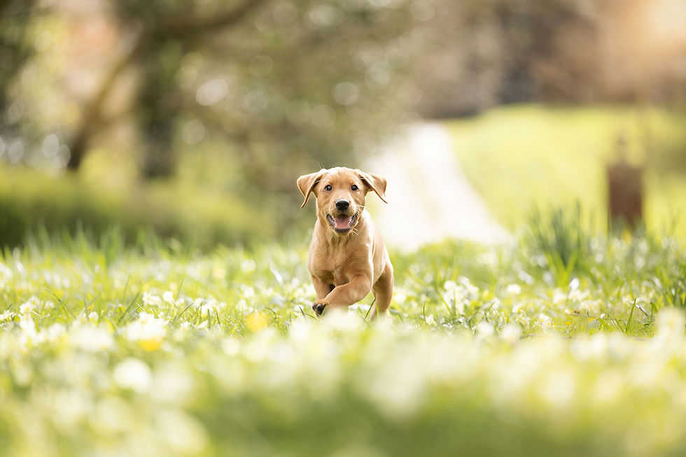 3/7|①10:00|アニマルコミュニケーション