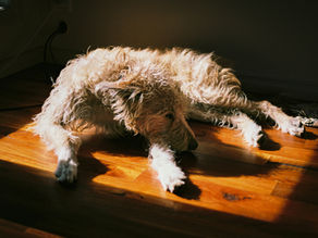 Saturday Writing Prompt -26th September - A Dog's Life