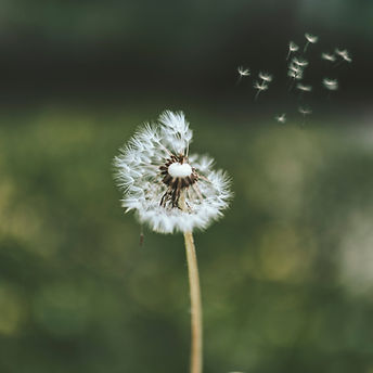 Image by Sandra Seitamaa