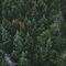 Exploring Types of Evergreens