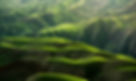 Image by Qingbao Meng