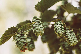 an image of hops for beer Calgary Brewery Tour 