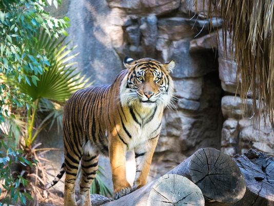 WWF Bhutan Photographs Six Rare Tigers In The Wild! 🐅