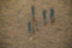 Aerial view of cattle grazing a dry and drought struck paddock with very little to eat.